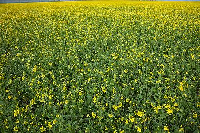 《腐烂国度2》停更公告 开发团队投入《腐烂国度3》开发